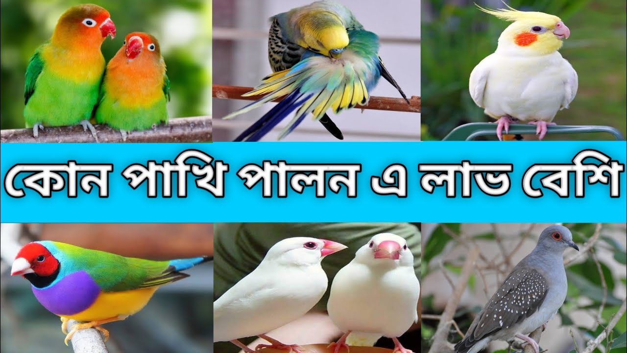 কোন পাখি পালনে বেশি লাভ। অল্প খরচে দ্বিগুণ লাভ। পাখি পালন। Which birds is more profitable to keep.