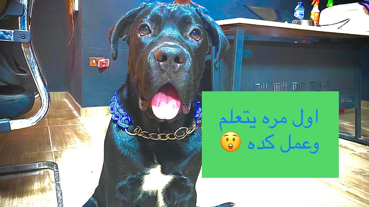 حلقة تعليمية تهمك مع كلبش الكين كورسو cane corso | Mahmoud And Kovu محمود و كوڤو