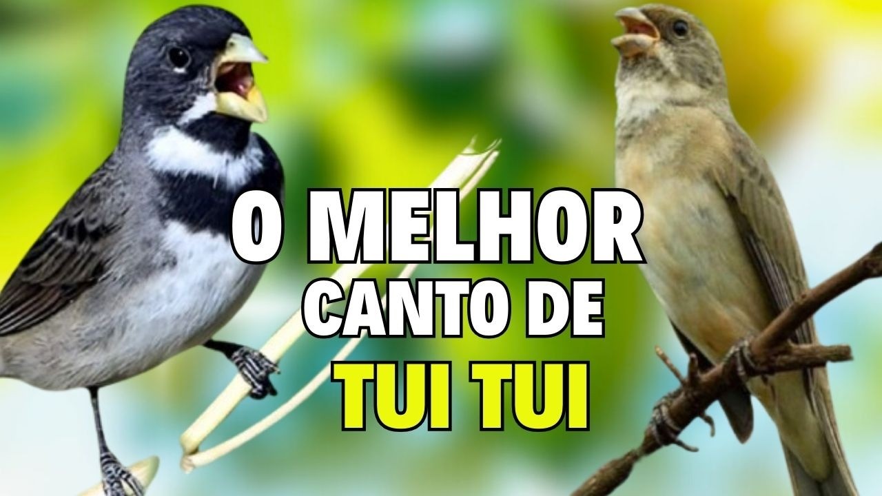 encarte tui tui COLEIRO PAPA-CAPIM com PROFESSOR