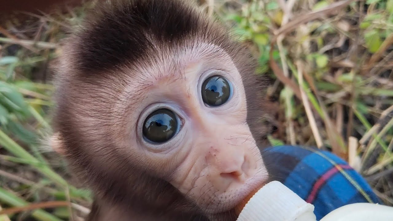 B It is so amazing how independent this baby monkey is when he is in the wild.