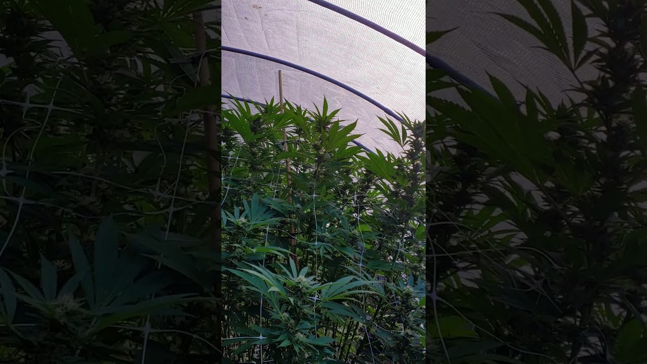 Washington State Outdoor Cannabis 2019
