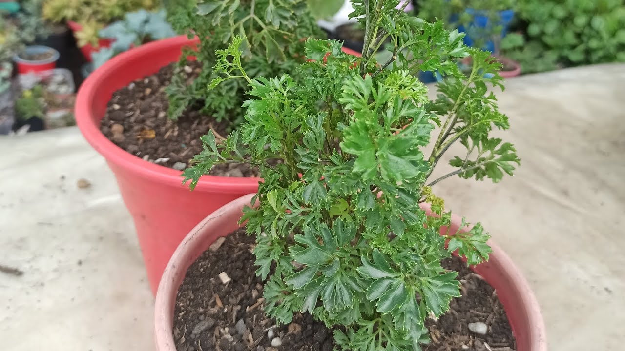 TRASPLANTE DE LA ARALIA MING(polyscias fruticosa). eloasisdesonia