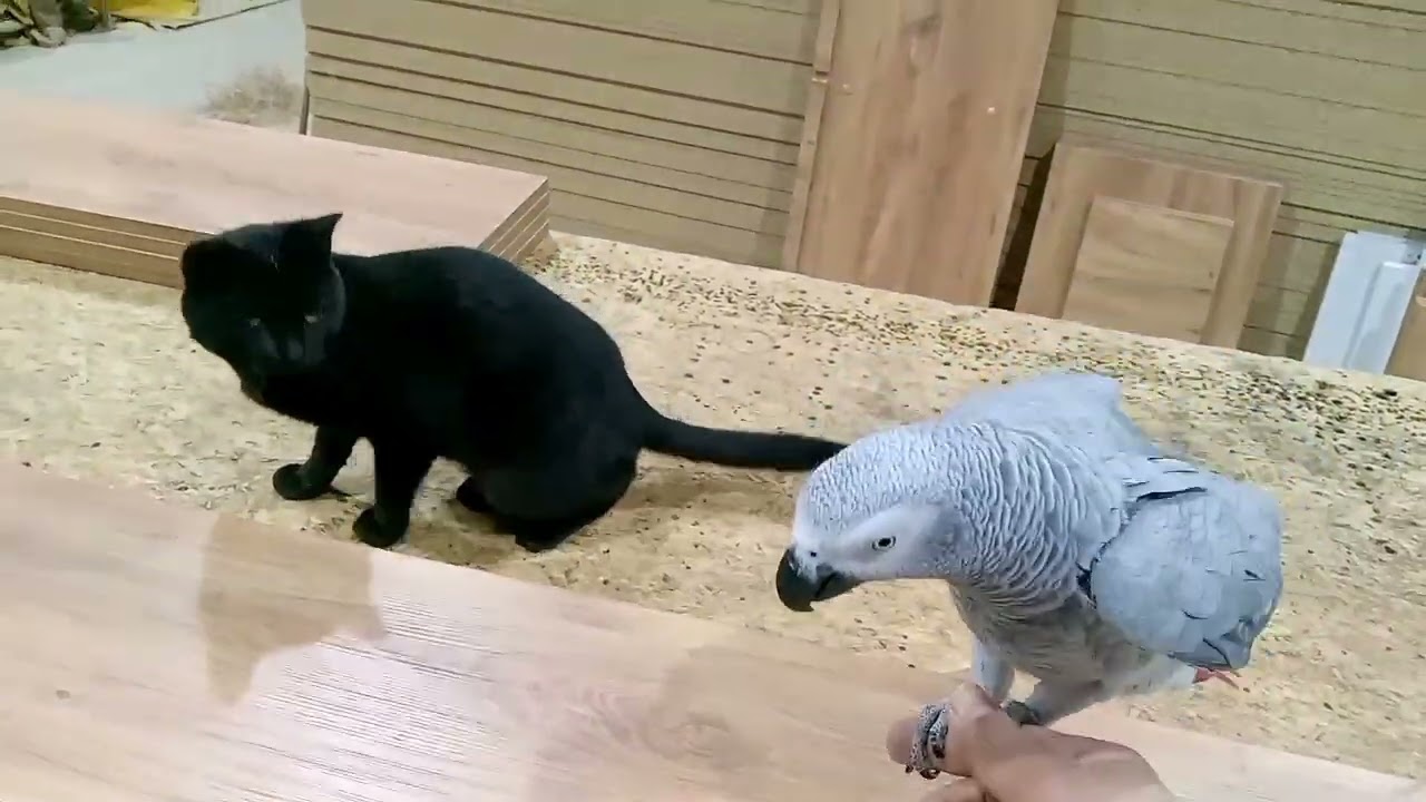 Parrot jko 🦜 and Cat playing  #parrot #birds 