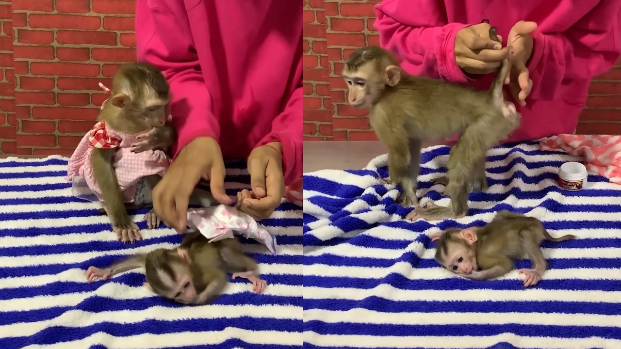 Tiny Baby Monkey Diaper Time 🐵💗 So Cute & Funny!