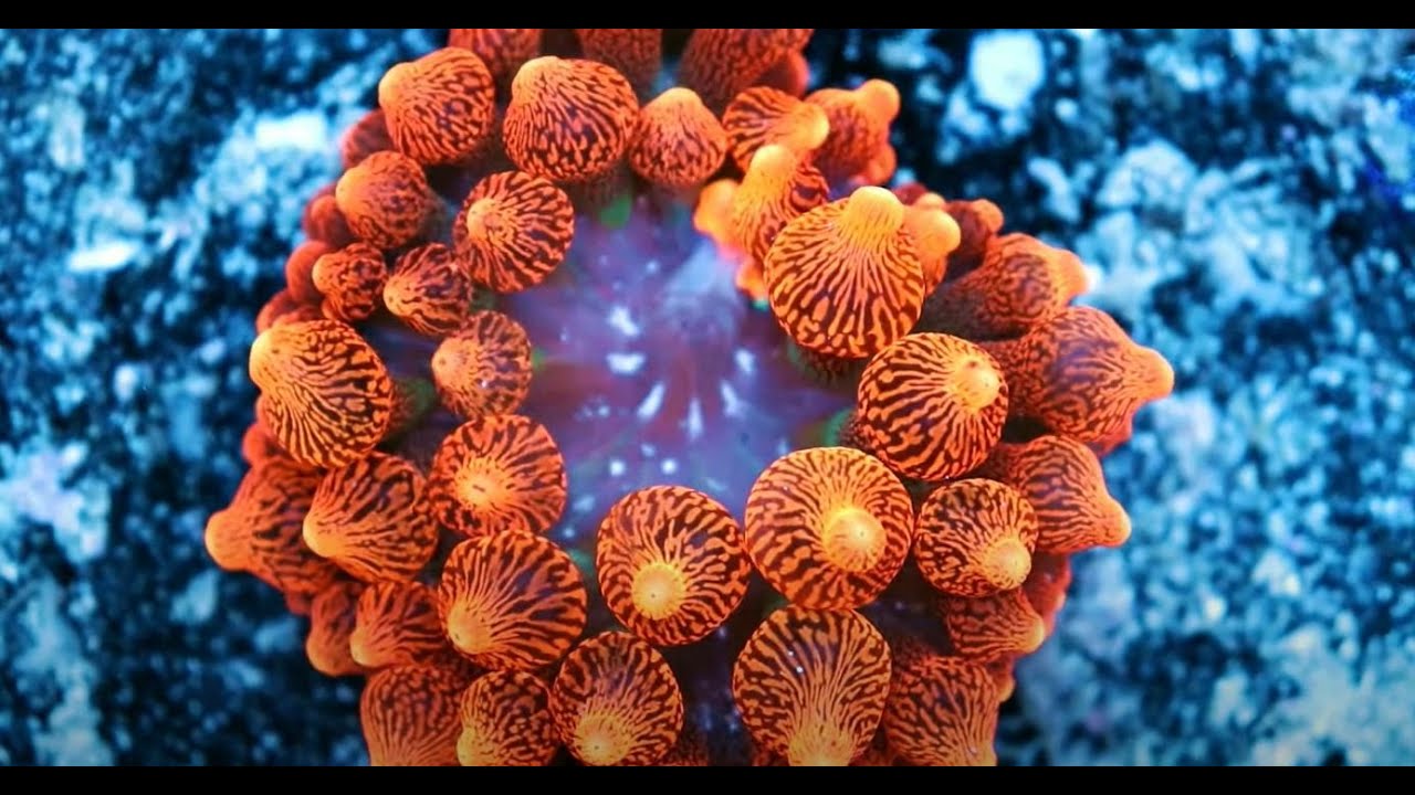 Bubble Tip Anemones