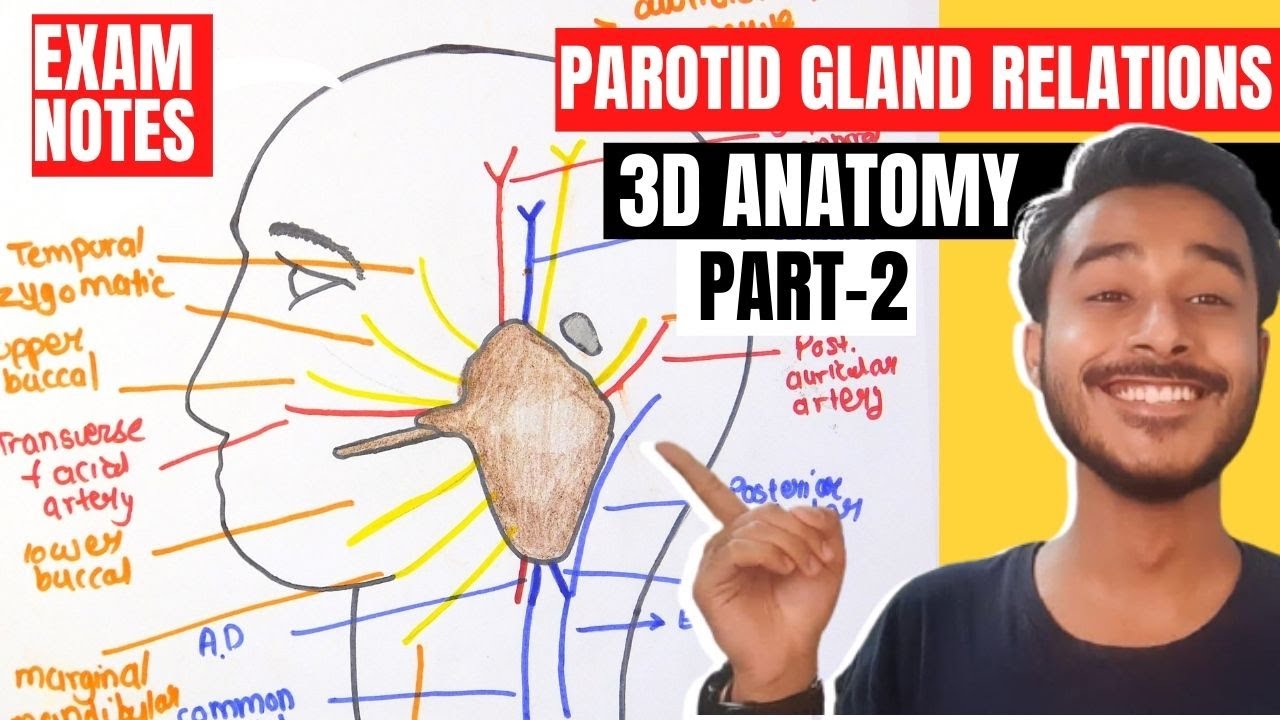relation of parotid gland anatomy | parotid gland relations anatomy | parotid gland anatomy in hindi