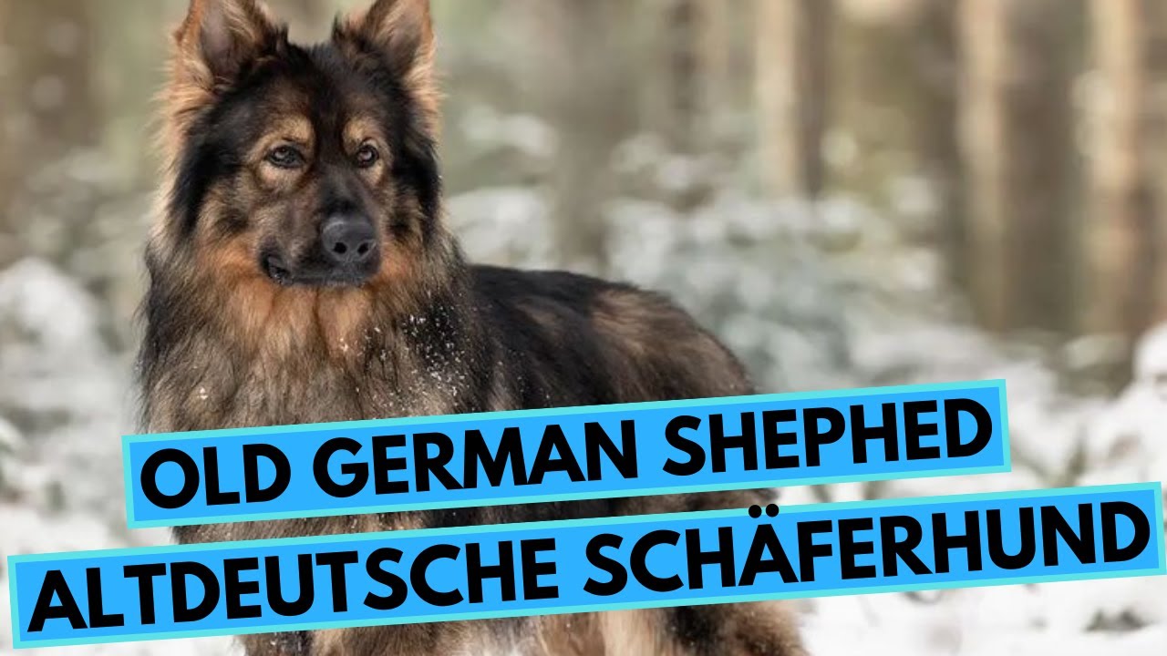 Old German Shepherd - TOP 10 Interesting Facts - Altdeutsche Schäferhund