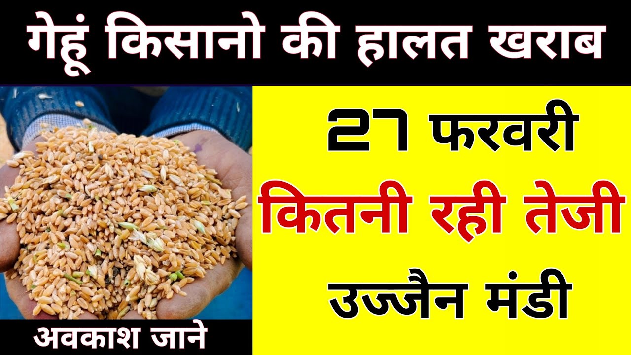 नया गेहुं भाव 27 फरवरी 2026 : gehu bhav ujjain Mandi : gehu live bhav ujjain Mandi