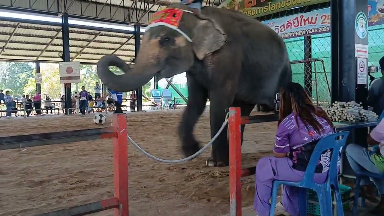 แสดงช้างสุรินทร์ ep4