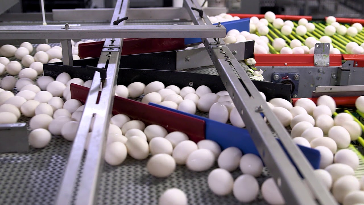 Egg Production Video