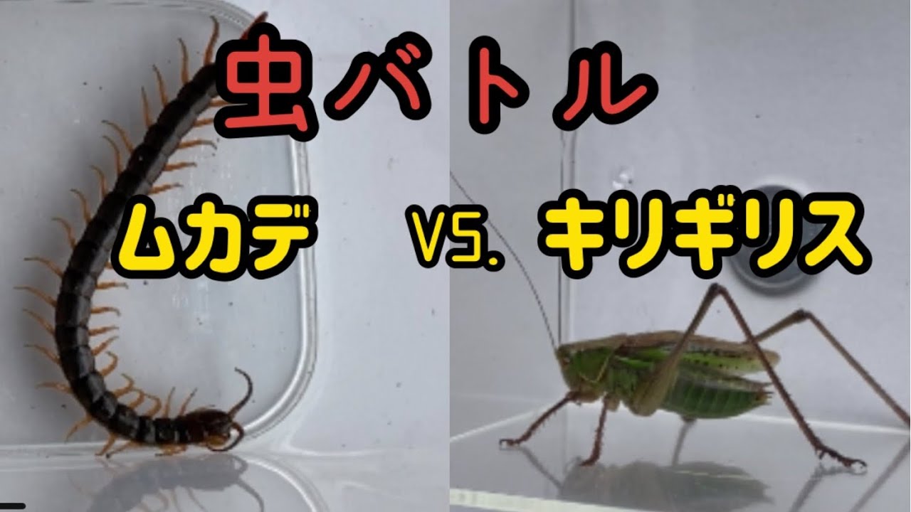 虫バトル ムカデ対キリギリス