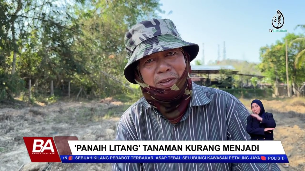 'PANAIH LITANG' TANAMAN KURANG MENJADI