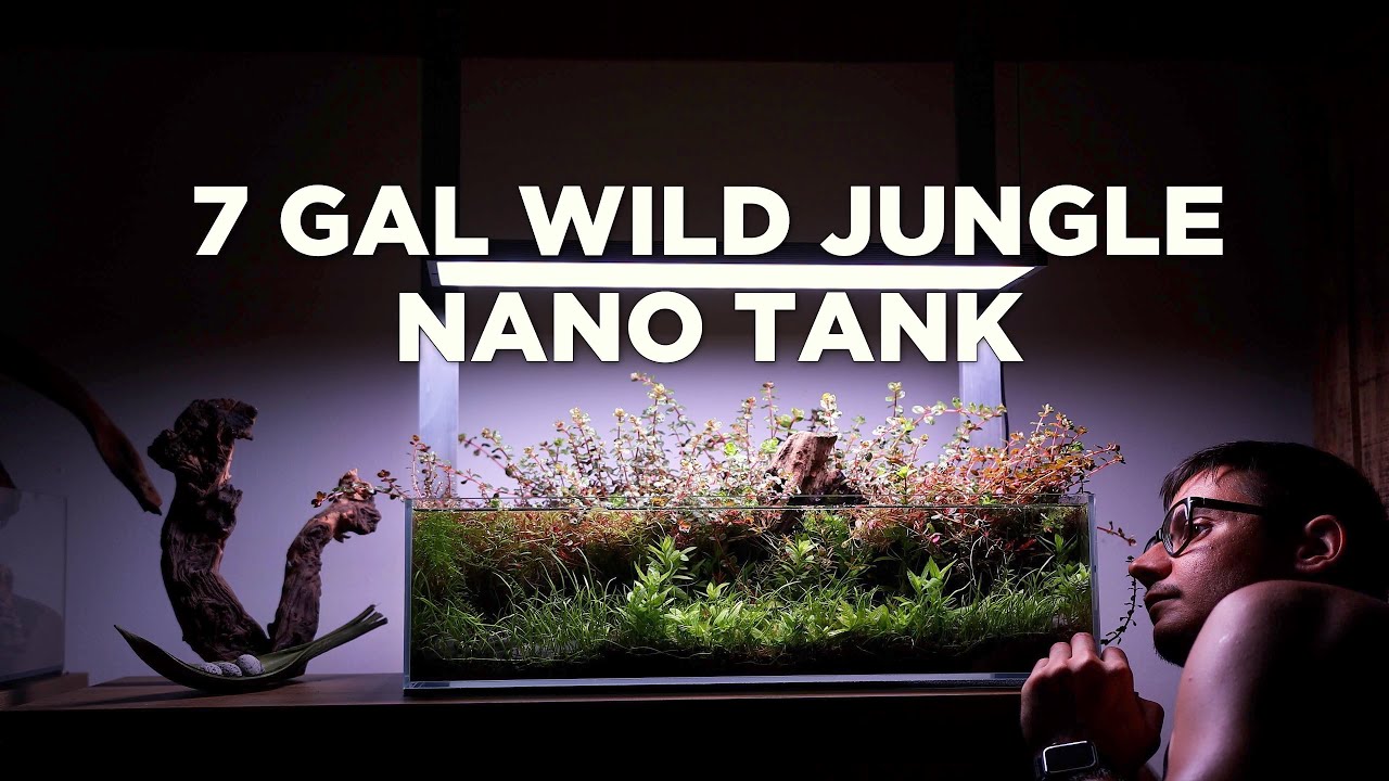 7gal WILD JUNGLE - amazing details of a Planted Nano Aquarium