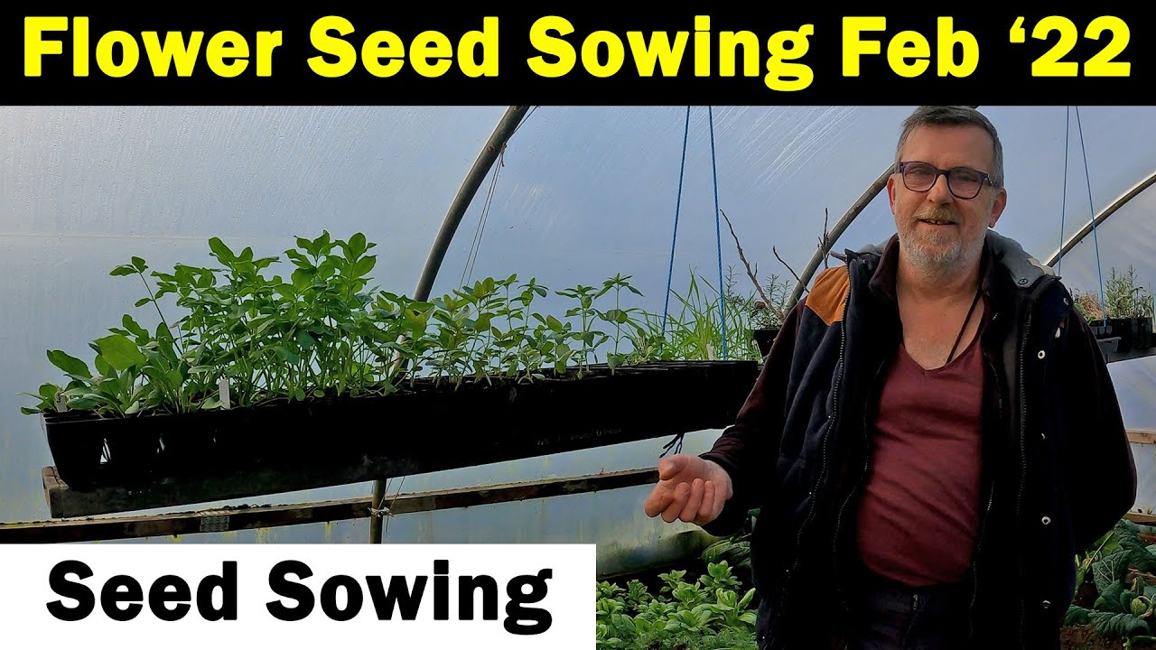Flower Seeds to Sow in February | Seed Sowing in February | Flower Seed Sowing | Green Side Up