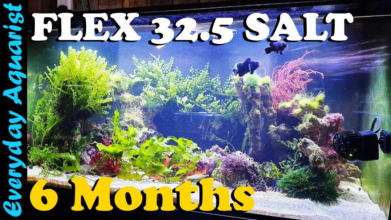 FLUVAL FLEX 123l 32.5G SALTWATER Aquarium 6 MONTH UPDATE