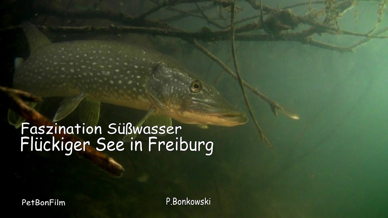 Flückiger See in Freiburg