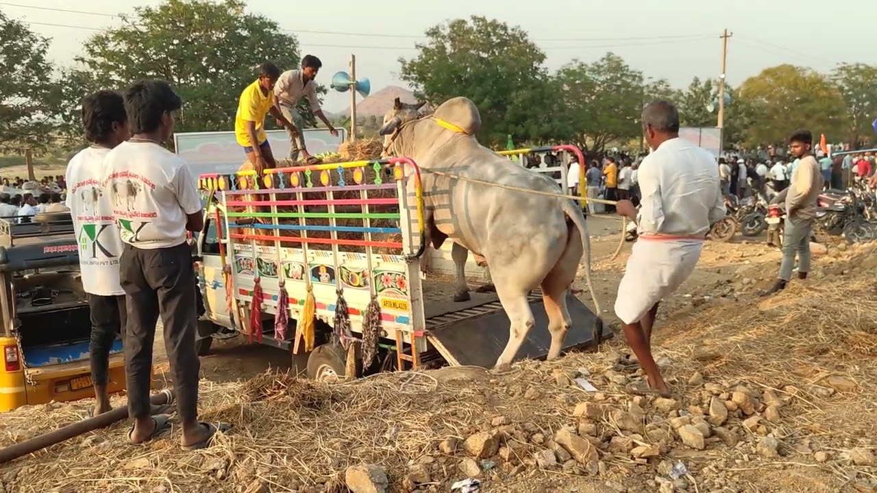 Rk bulls# Vetapalem Tiger 