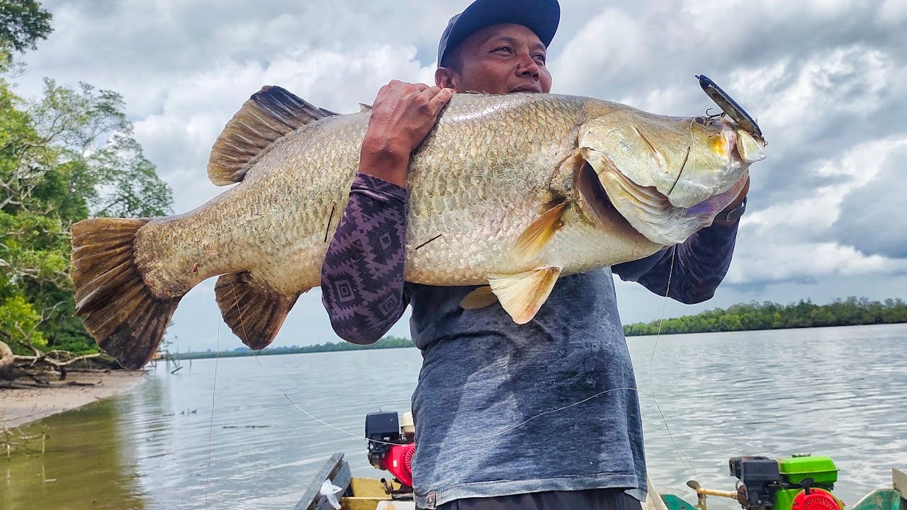 Ledakan barramundi 15kg up pakai lure Bone hoverjet 130