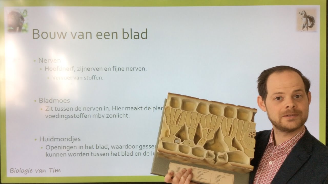 Biologie van Tim - Bouw van planten, bladeren en plantencellen
