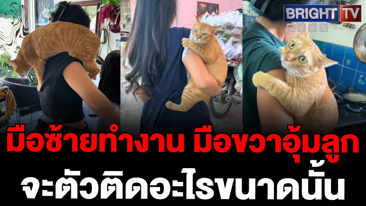 ติดหนึบ! แมวส้มเด็กติดแม่ ต้องให้แม่อุ้มตลอด ปล่อยเมื่อไหร่มีร้อง