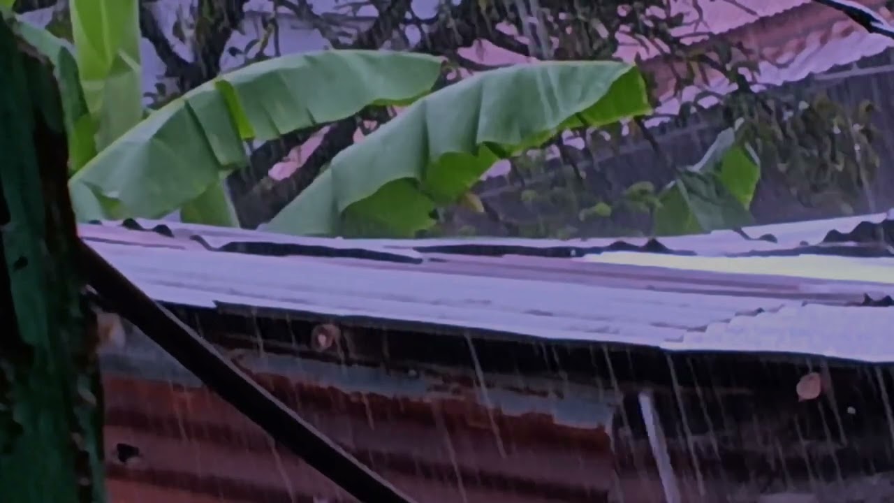 Sleep Instantly With Heavy Rain And Powerful Thunder On The Tin Roof Of A Farmhouse