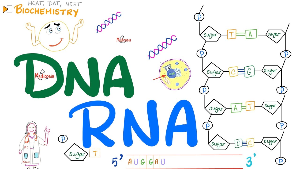 DNA & RNA - Inteoduction to Molecular Biology 🧬