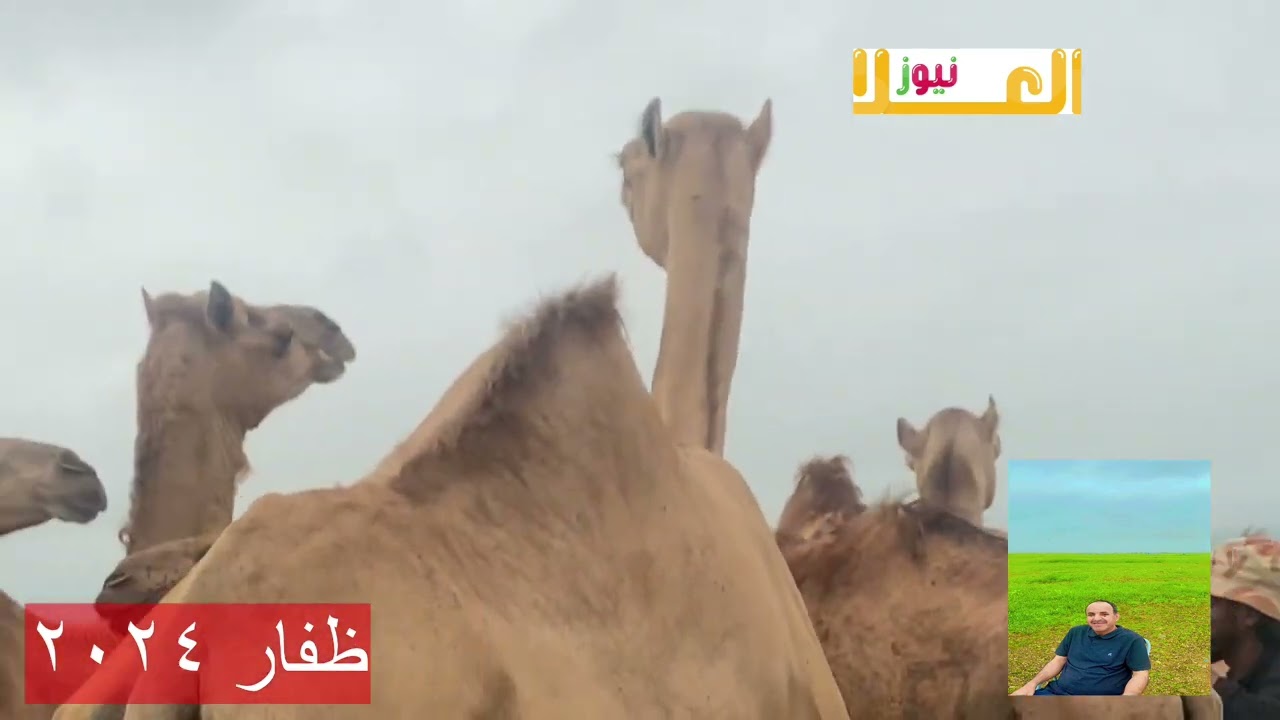 مشاهد جميلة من محافظة ظفار لخريف 2024