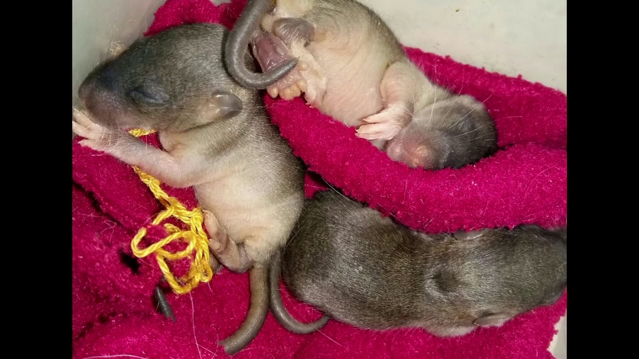 Aufzucht 4 verwaister Wildrattenbabys