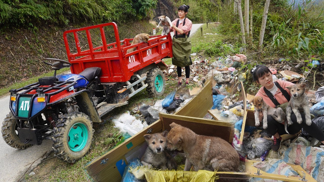 Rescue 2 abandoned dogs at the dump - Transporting plastic cans by homemade truck / Duong farm