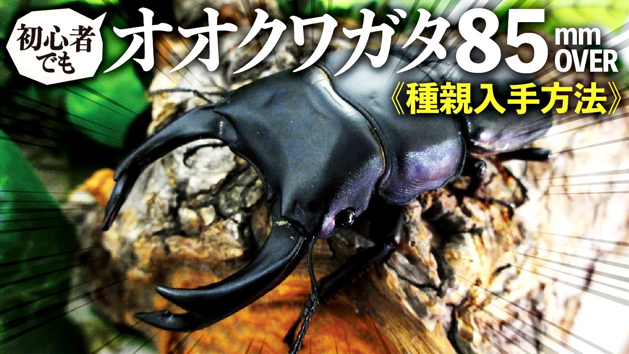 オオクワガタで85mmオーバーを出す方法＜種親入手方法＞（クワガタ自己満ラボ）