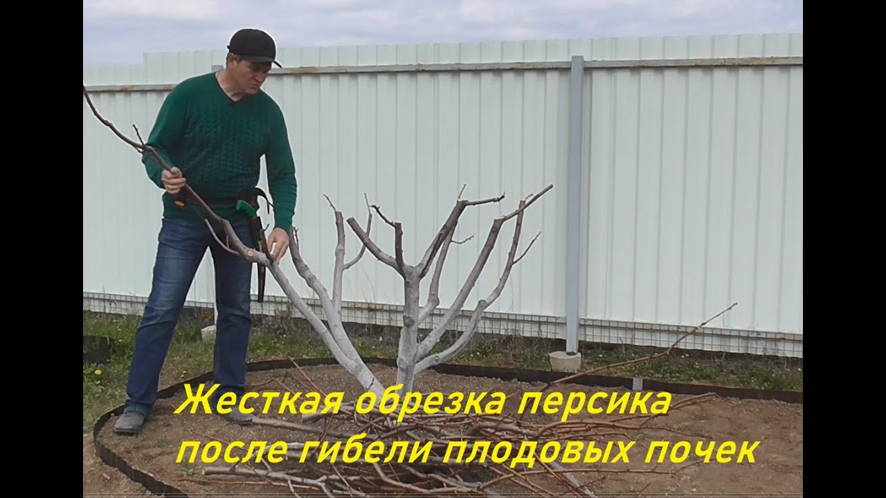 Жесткая обрезка персика после гибели плодовых почек.