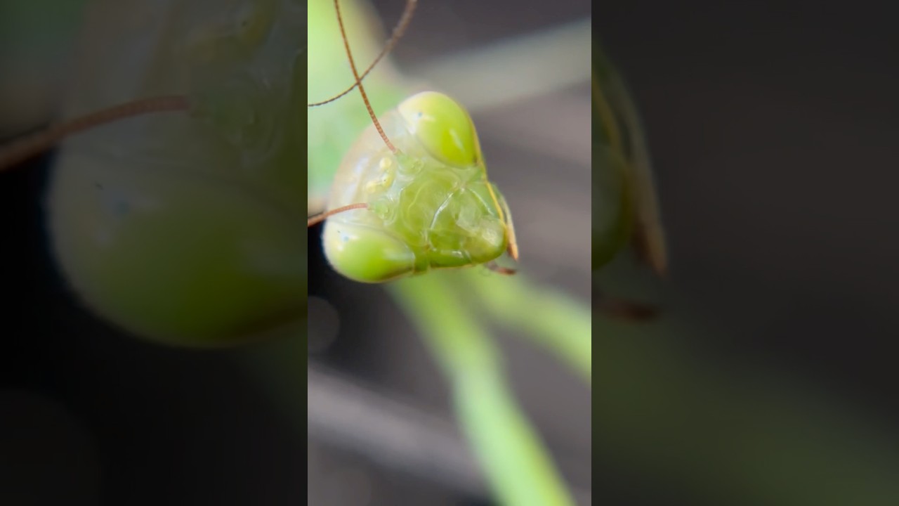 A praying mantis has 5 eyes!? #insects #natureisawesome #prayingmantis #coolfacts