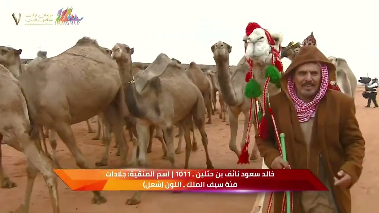 🎥 | عروض فئة سيف الملك للون الشعل🐪 ضمن منافسات #مهرجان_الملك_عبدالعزيز_للإبل7   #همة_طويق