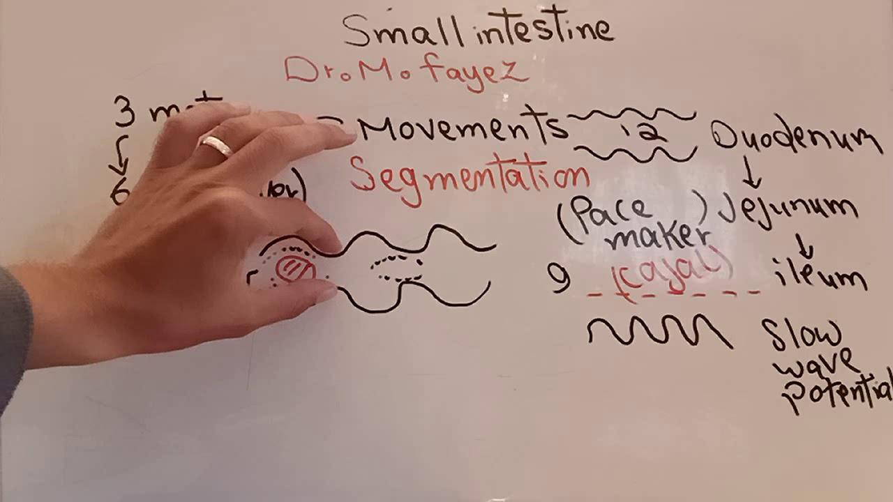 Small intestine Part 1 Dr Mohamed Fayez