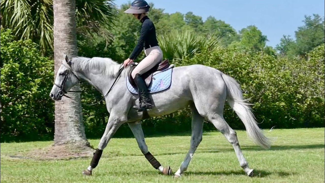 Misty 3 yr old 16.2H mare HUNTER ALERT!