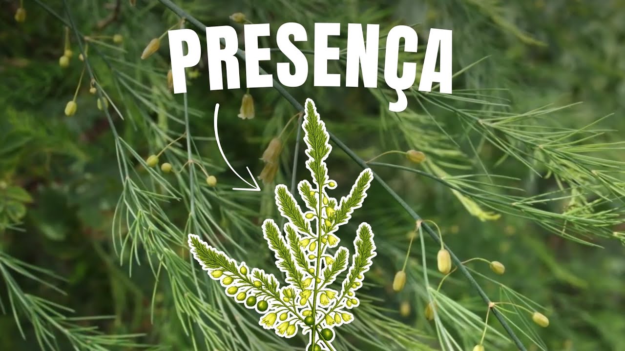 MELINDRE: o floral que TRANSFORMA A ANSIEDADE DO TEMPO em PRESENÇA PLENA – “Aspargo”