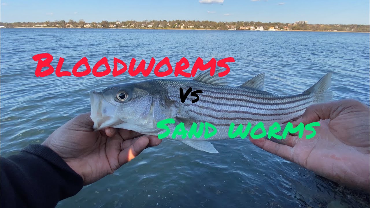 Bloodworms VS Sand worms (how i tie my rig tutorial)