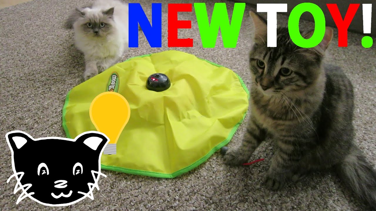 zST Reviews the Cat's Meow Deluxe Cat Toy!