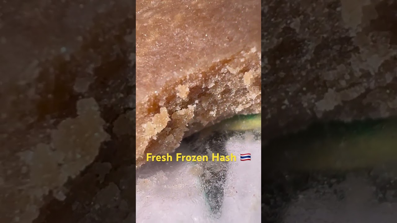 Fresh Frozen Hash #weed #420 #kohphangan #woodstock