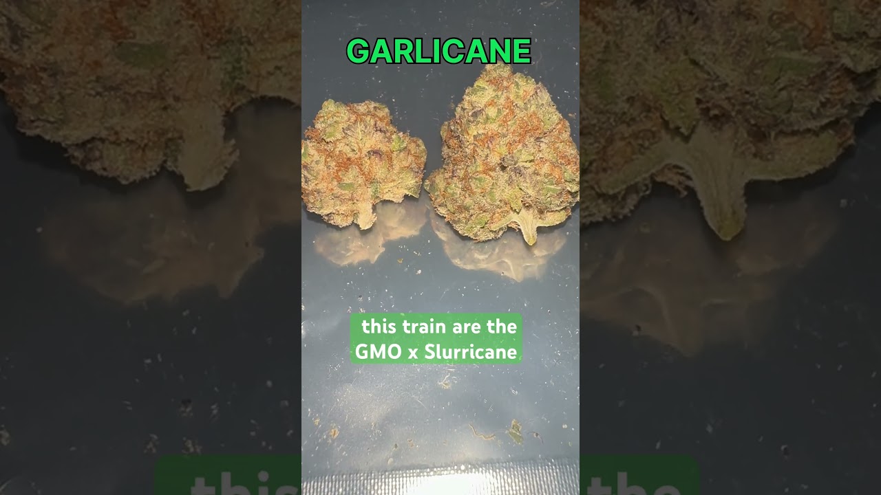 Garlicane cannabis Strain #strainreviews #cannabiscommunity #420