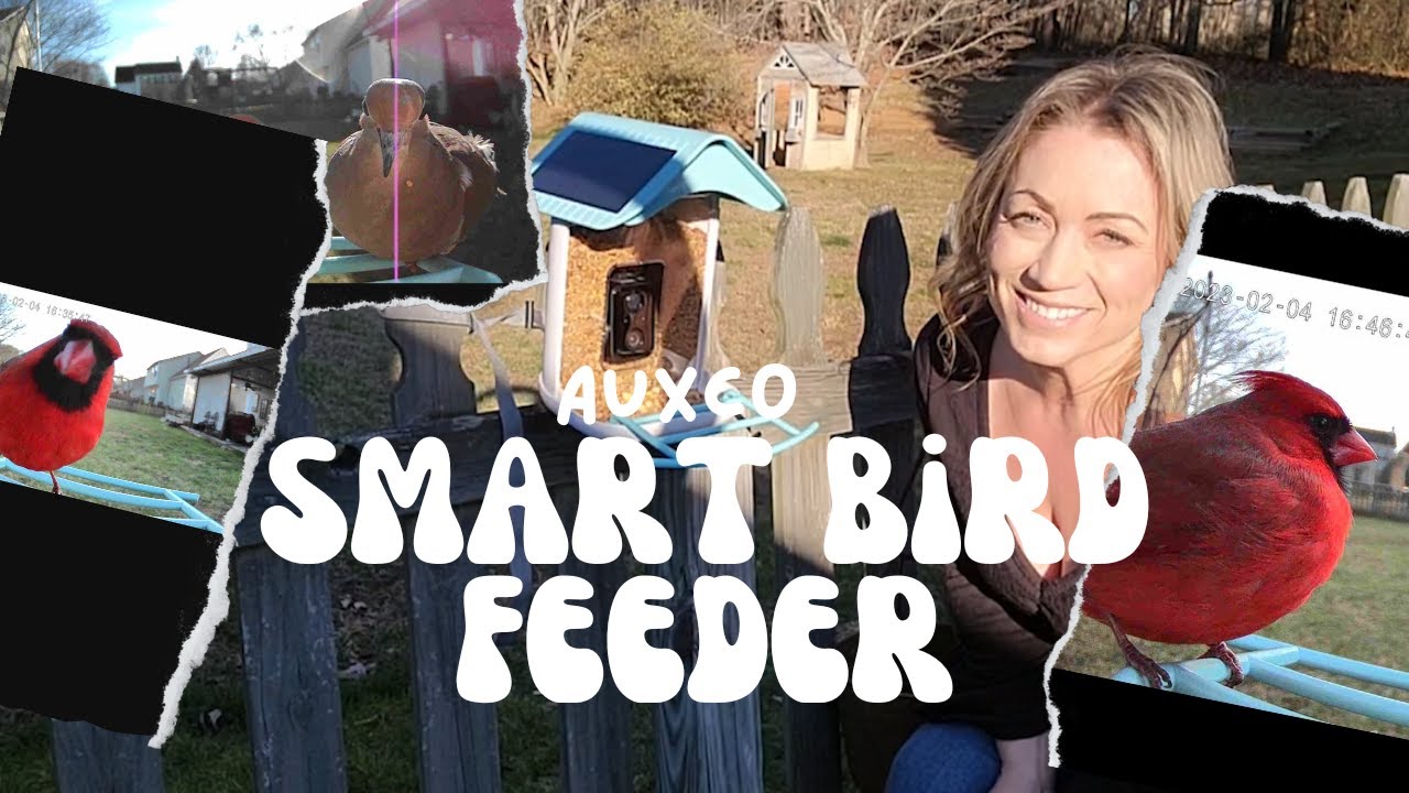 Best Smart Bird Feeder! I'm obssessed! | 2023 AUXCO Bird Feeder with Camera REVIEW