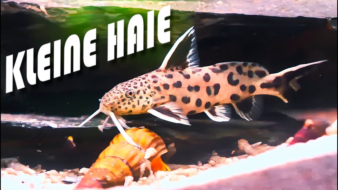Falls DU kleine HAIE für dein SÜßWASSERAQUARIUM suchst...! | NordicMoor | [11/2025]