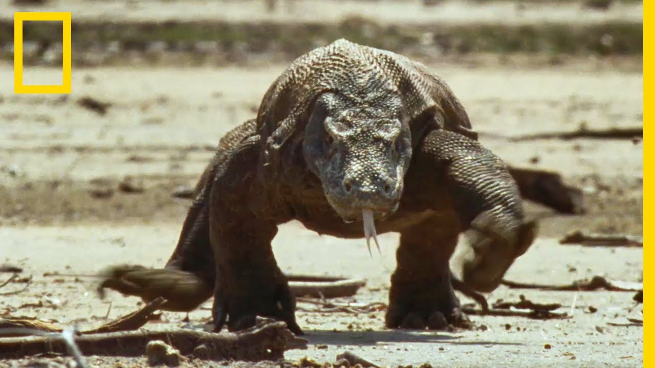 L'île de Komodo et ses célèbres dragons