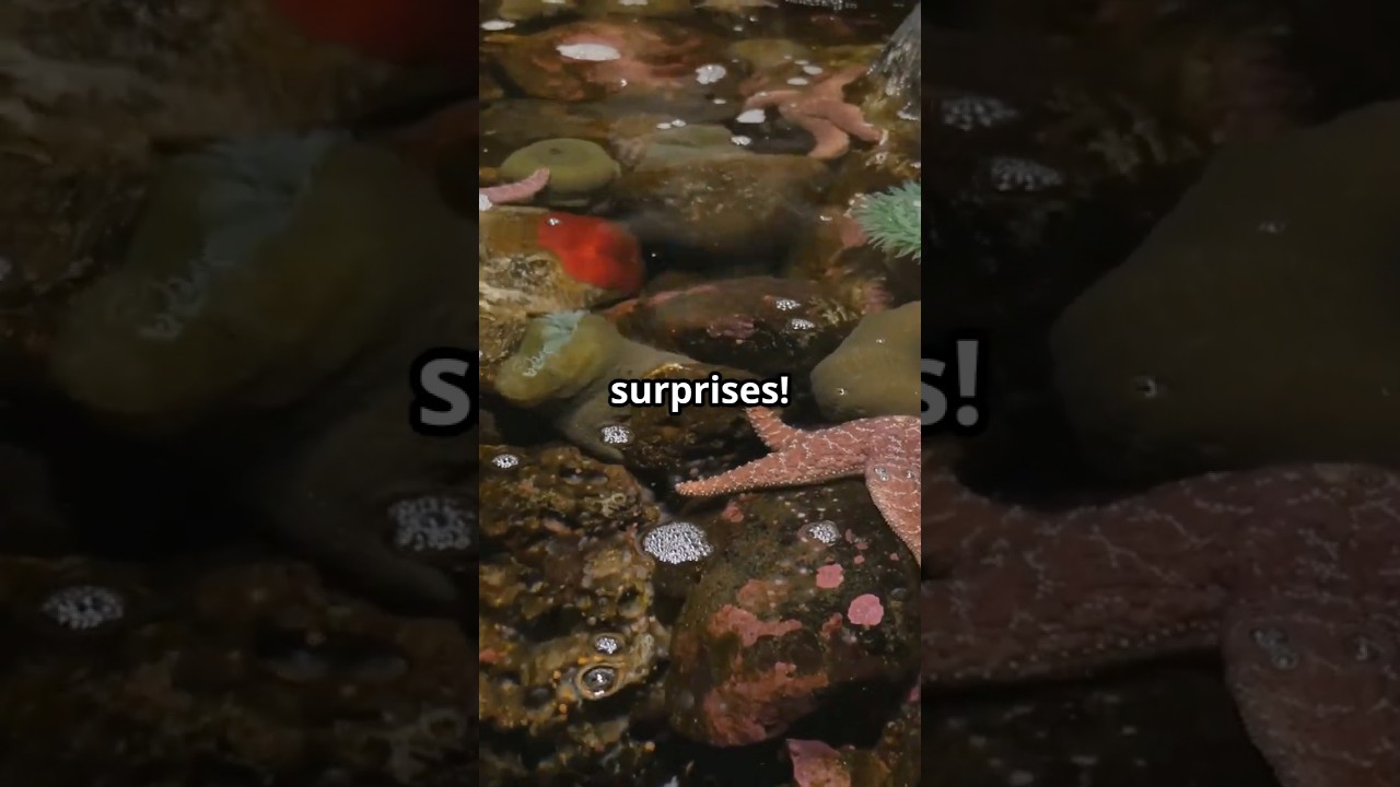What&rsquo;s in a Tide Pool? 🌊 Discover Tiny Ocean Worlds! #funfacts #scienceforkids #kidslearning