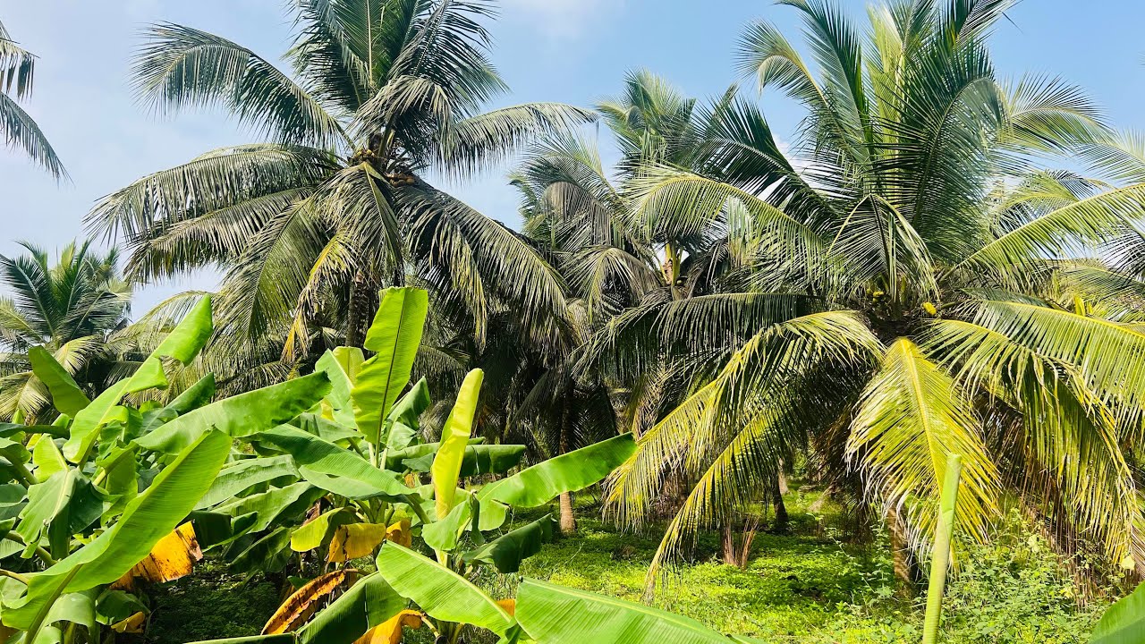 SOLD OUT Coconut & Banana Farm 3.50 Acres Well Free EB Near Maduranthakam