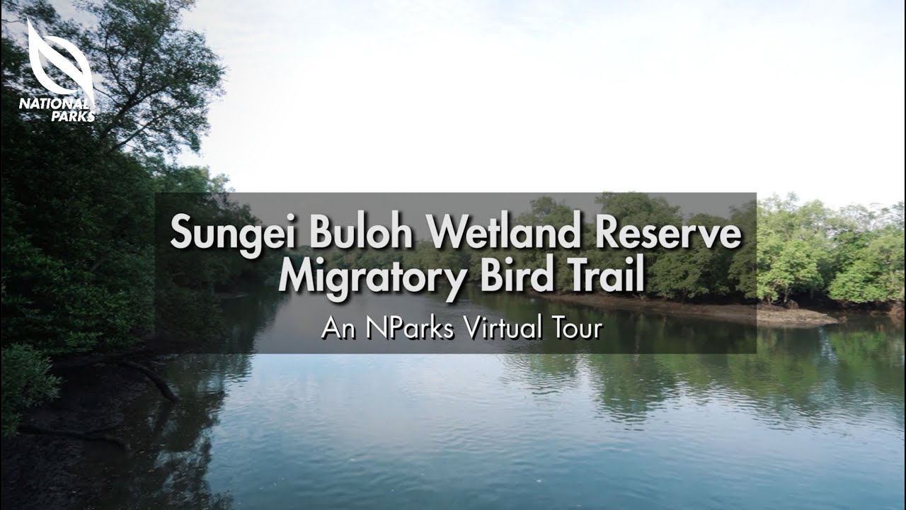 Sungei Buloh Wetland Reserve Migratory Bird Trail | An NParks Virtual Tour
