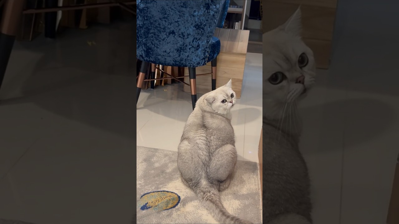 Коты против кошек: 5 ключевых различий #catbehavior