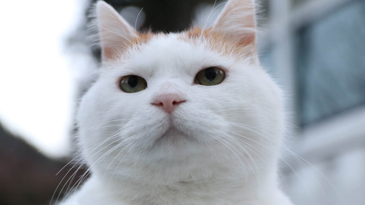 こたつのねこたちLIVE配信　240330