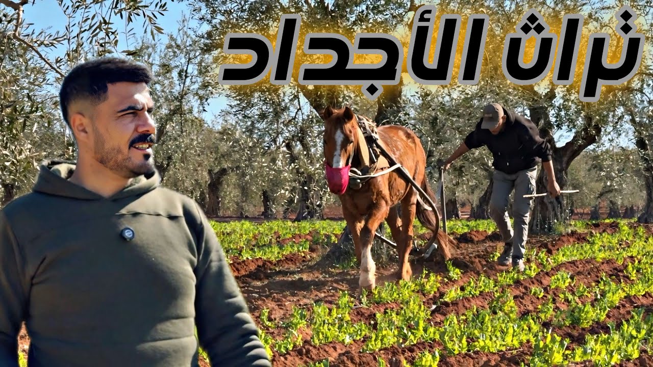 من بساتين الزيتون في دشتي كفروم حياة بسيطة بطعم الأرض عمل الآباء والأجداد 