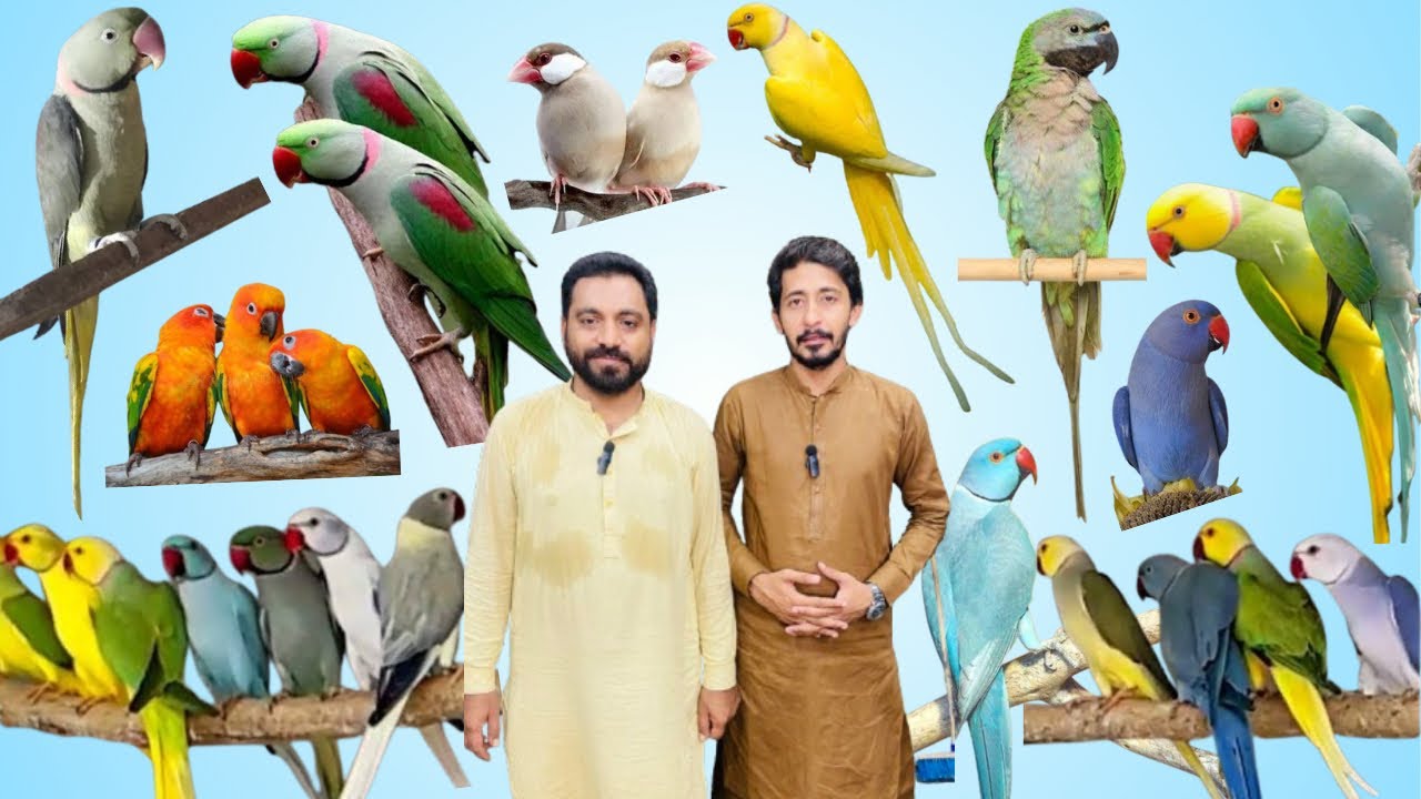Multan Birds market flying birds rashadabad latest update all fancy birds available